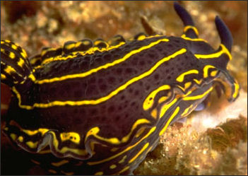 20110307-NOAA  sea slug seagoddes_100.jpg